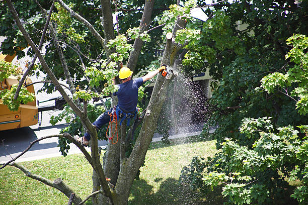 Best Emergency Tree Removal  in USA